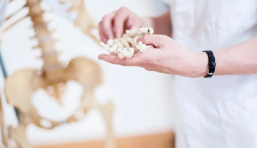 Specialist holding a spine model and bone substitute granules