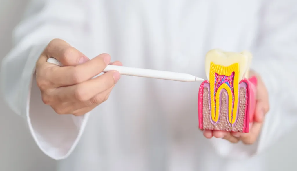 Specialist pointing at a tooth cross-section model